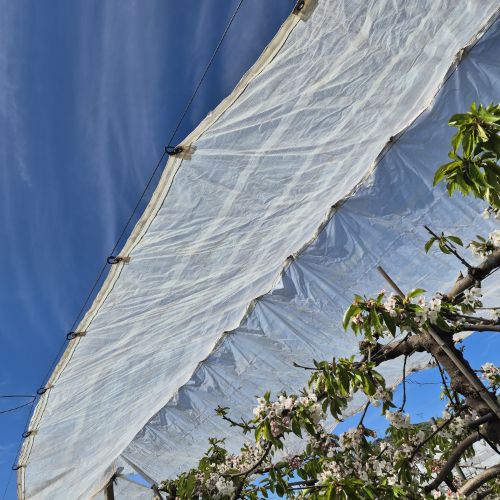 Broche Oval Negro Mosquetón 1000 Unidades Marienberg