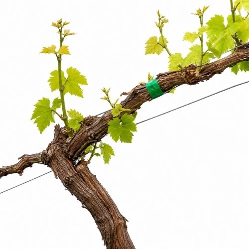 Cinta Fithilo Verde 1 Kg aprox 10mm 15 unidades Marienberg