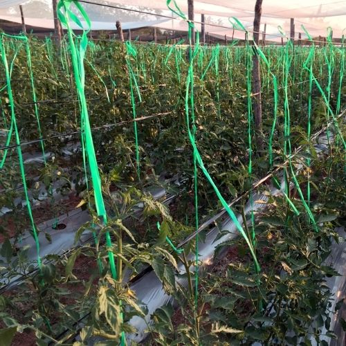 Cinta Fithilo Verde 1 Kg aprox 10mm 15 unidades Marienberg