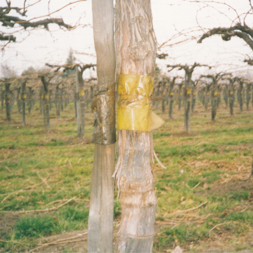 Banda Inia Bobina de 10kg aprox 15cm Amarillo 1 Bobina Marienberg