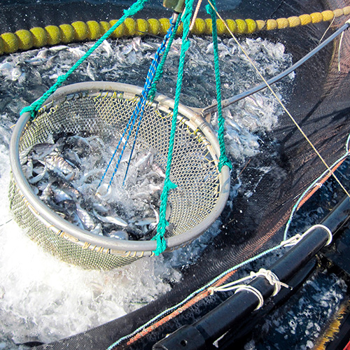 Cuerda Rafía de 5kg aprox 2,5mm Verde 1 unidad Marienberg