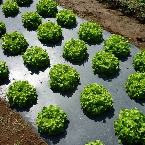 Film Mulch 1,40 x 1000 M Color Negro Marienberg