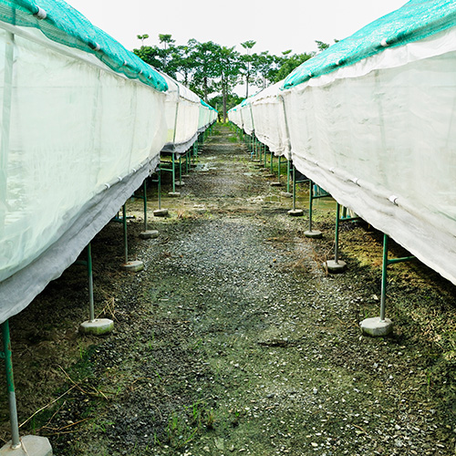 Malla Raschel Sombra Lisa 80%  2,10x10m Blanco 1 rollo TREETOP