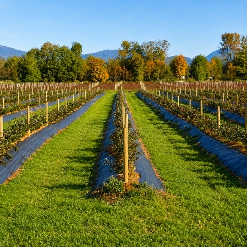 Tela Antimaleza o Ground Cover de 0,7x400m  Negro 1 unidad Marienberg