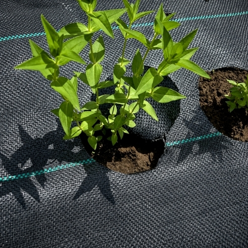 Tela Antimaleza o Ground Cover de 0,7x400m  Negro 1 unidad Marienberg