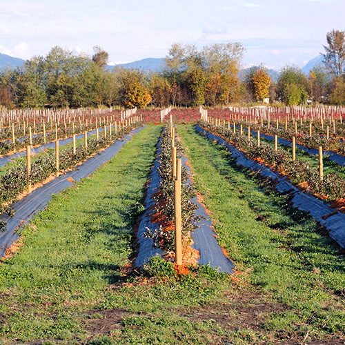 Tela Antimaleza o Ground Cover de 0,7x100m  Negro 1 unidad Marienberg