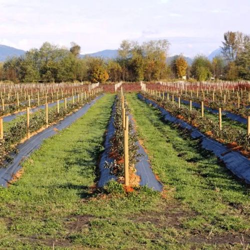 Tela Antimaleza o Ground Cover de 1,40x400m  Negro 1 unidad Marienberg