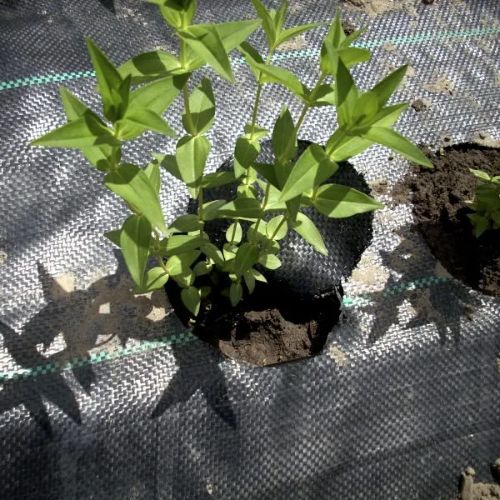 Tela Antimaleza o Ground Cover de 1,40x400m  Negro 1 unidad Marienberg